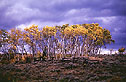 Quaking Aspen