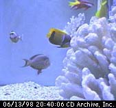 Fishcam