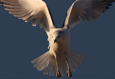 seagull1.jpg (25126 bytes)